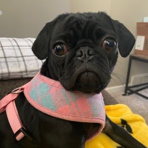 Meet your Posher, Chuck